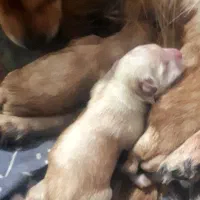 سگ گلدن ،تریر،اشپیتز خالص،توله پامر و نژادهای دیگر