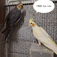 عروس هلندی و گرینچیک|پرنده|اندیشه, اندیشه فاز ۱|دیوار