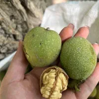 گردو تازه رسیده تویسرکان
