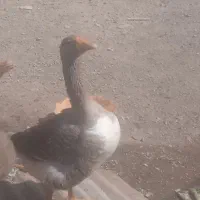 یک جفت غاز نر و ماده به فروش میرسد|حیوانات مزرعه|آبادان, |دیوار