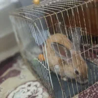 خرگوش هلندی باهوش|موش و خرگوش|سبزوار, شرق کال عیدگاه|دیوار