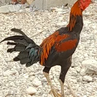 خروس محلی و لاری و مرغ کرک ریشی|حیوانات مزرعه|آبدان, |دیوار