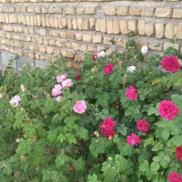 باغ ویلا|فروش خانه و ویلا|تربت‌حیدریه, پائین ولایت|دیوار