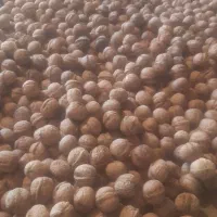 گردی سفید و درشت ونایی قیمت توافقی|عمدهفروشی|اشترینان, |دیوار