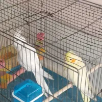 جوجه عروس هلندی.   قناری