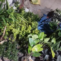 بار جدید رسید دنیای گل