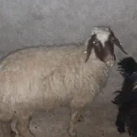 سلام تعداد سه گوسفند یه فروش می‌رسد