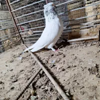 کبوتر|پرنده|جیرفت, |دیوار