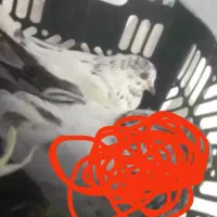 کبوتر پرشی|پرنده|فولادشهر, A2|دیوار