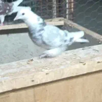 یک عدد شازده هما به شب گرفتم