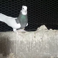 کبوتر طوقی|پرنده|قزوین, |دیوار