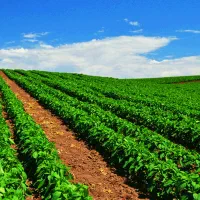 اجاره زمین کشاورزی قطره ای