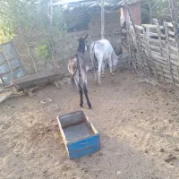 الاغ جوان دوعددنراخته