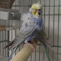 مرغ عشق رینبو پروانه ای|پرنده|بابل, |دیوار