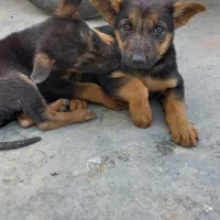 واگذاری سگ|سگ|کرمانشاه, |دیوار