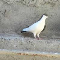 کفتر کبوتر چپ دم سینه پشت|پرنده|کاشمر, |دیوار