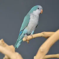 راهنمایی نگهداری وپرورش طوطیسانان