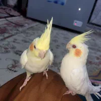 سلام دو عدد عروس هلندی|پرنده|ایرانشهر, |دیوار