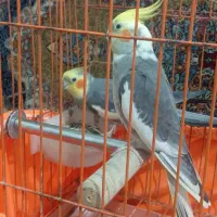 یک جفت عروس هلندی کار داده