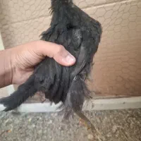 جوجه محلی