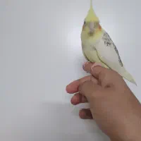 عروس هلندی|پرنده|ری, علایین|دیوار