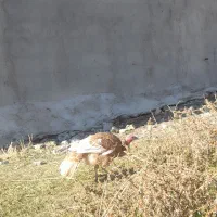 جوجه بوقلمون|حیوانات مزرعه|اهر, |دیوار