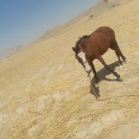 مادیون با کره اسب سر دمب گیر