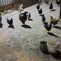 مرغ و خروس|حیوانات مزرعه|ملایر, |دیوار