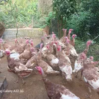 فروش بوقلمو جوان محلی