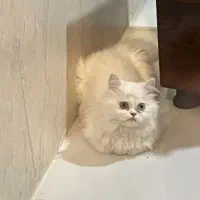 لانگ پرشین