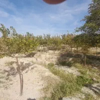 فوری|فروش دفتر صنعتی، کشاورزی، تجاری|اسکو, |دیوار