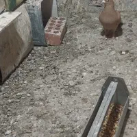 زرد|پرنده|کرمان, |دیوار