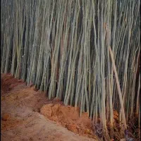 نمایندگی صنوبر نیگرا در نهالستان غرب|خدمات باغبانی و درختکاری|خرمدره, |دیوار