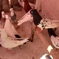 کبوتر|پرنده|رباط‌کریم, الارد|دیوار