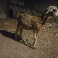 گوسفند نر بره ترکمنی سالم