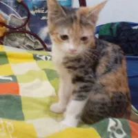 بچه گربه|گربه|طرقبه, |دیوار