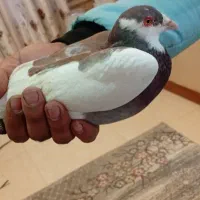 یهودی سرخ|پرنده|مشهد, کوشک مهدی|دیوار