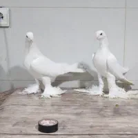 کبوتر لوتی پاچا بلند|پرنده|مرند, |دیوار