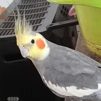 نر*