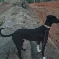 نژاد تانجی شکاری