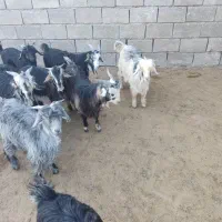 بیگ،بره ،گوشت بیگ ۶۴۰|حیوانات مزرعه|ایذه, |دیوار