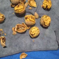 گردوخیس وخشک فقط ۳۲۰ هزار|خوردنی و آشامیدنی|نهاوند, |دیوار