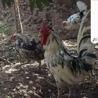 تخم مرغ گلین|حیوانات مزرعه|دزفول, |دیوار