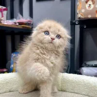 اسکاتیش کاراملی by11