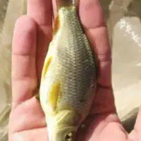 طعمه کپور در تعداد کم فقط ۵۰۰۰ تومان از فلاورجان