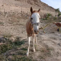 اسب ماده یورقه|اسب و تجهیزات اسب‌سواری|شیروان (خراسان), |دیوار