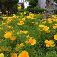 صفر تا صد باغبانی حرفه ای|خدمات باغبانی و درختکاری|بندر انزلی, دهکده ساحلی|دیوار