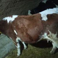 گاو شیری|حیوانات مزرعه|سراجو, |دیوار