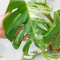 برگ انجیری ابلق|گل و گیاه طبیعی|تهران, تهرانسر شرقی|دیوار