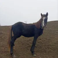 اسب دو ساله|اسب و تجهیزات اسب‌سواری|بیله سوار, |دیوار